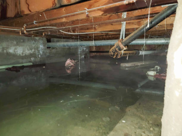 Best Water damage restoration mold remediation  in El Dorado Hills, CA